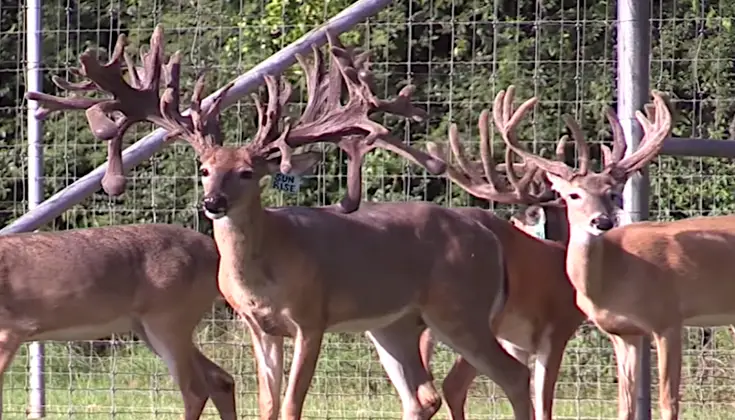 Illinois Trophy Whitetail Hunts