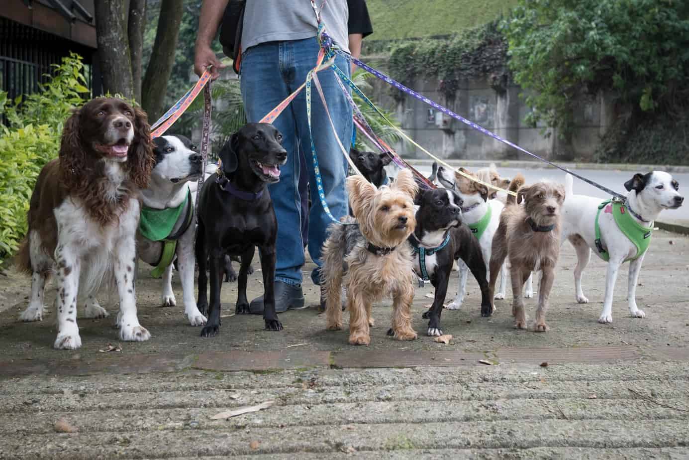 Dog walking service in Derby