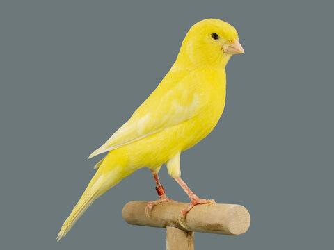 canary bird sale