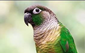 parrot green cheek conure