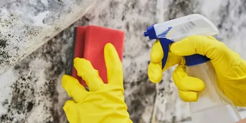 mold remediation