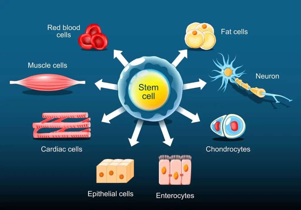 Transform Your Life with Stem Cell Therapy