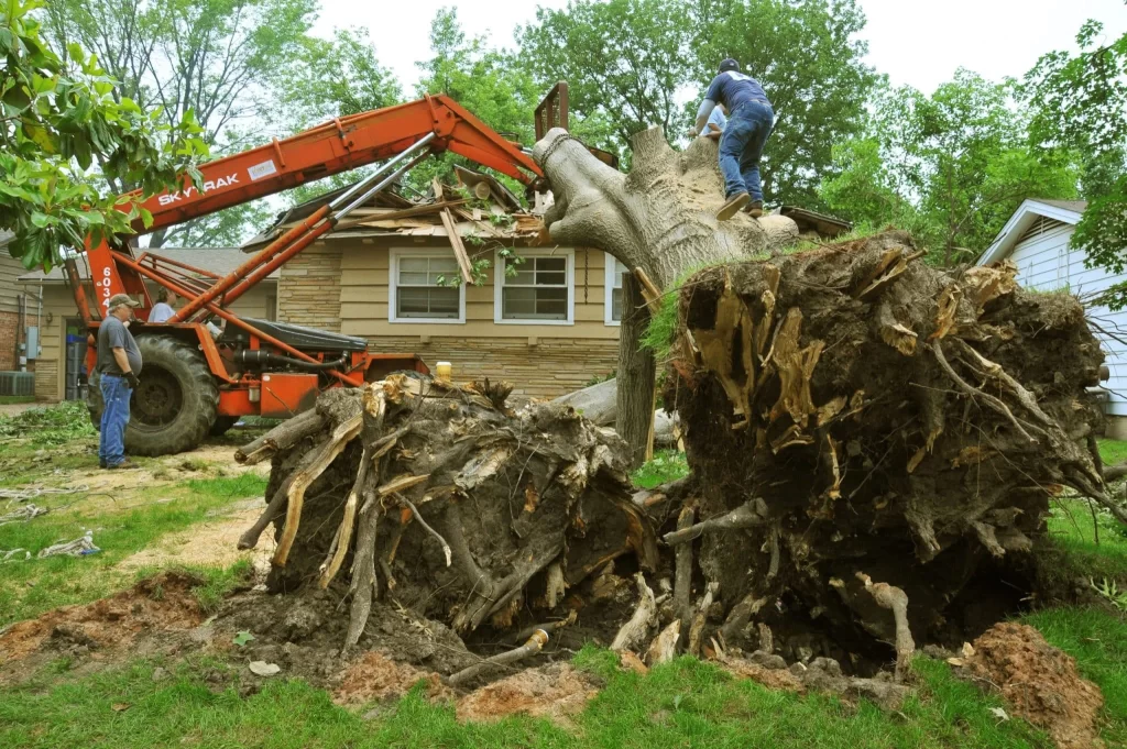 Tree Stump Grinding Service