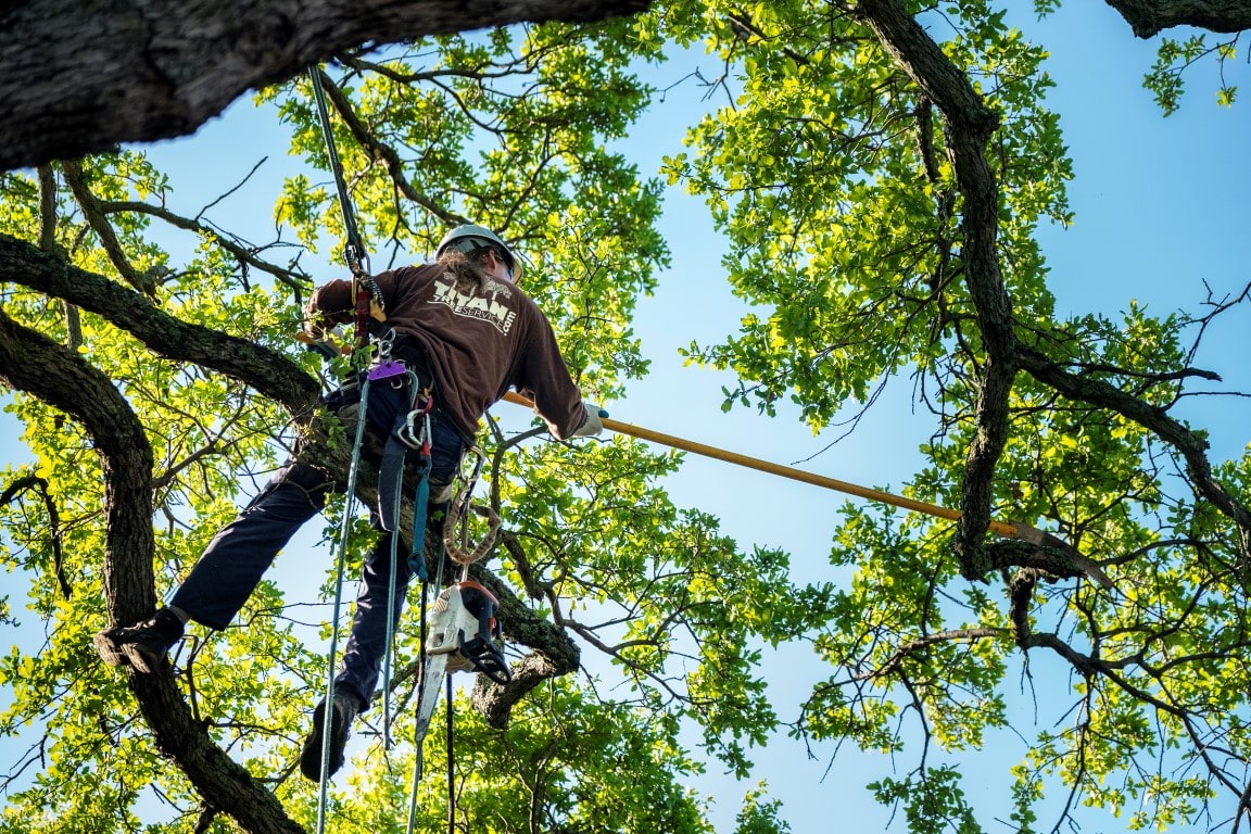 affordable tree service houston