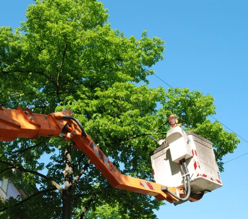 Affordable Tree Cutting Service